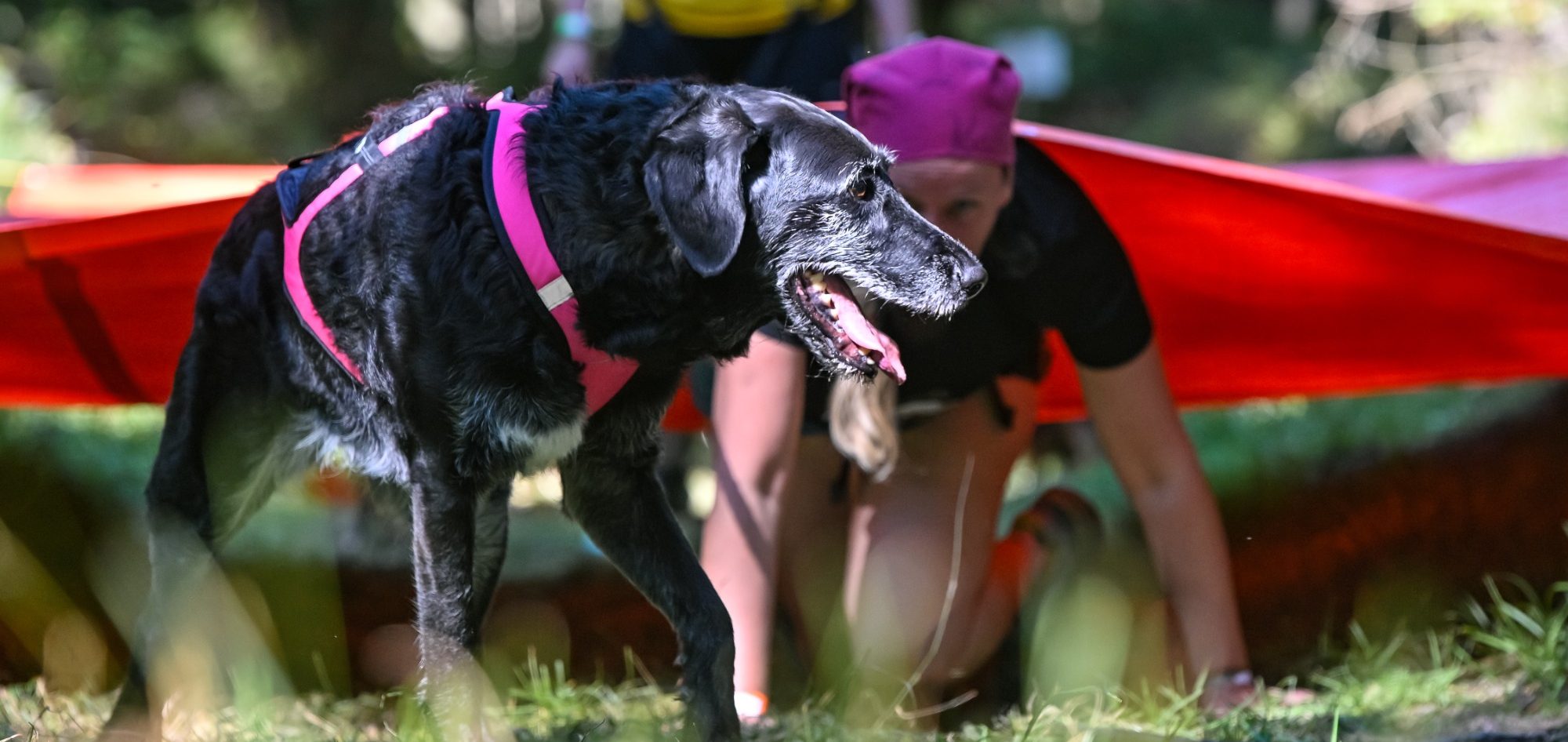 BetterDogether Hundetraining & Verhaltensberatung beim Tough Hunter